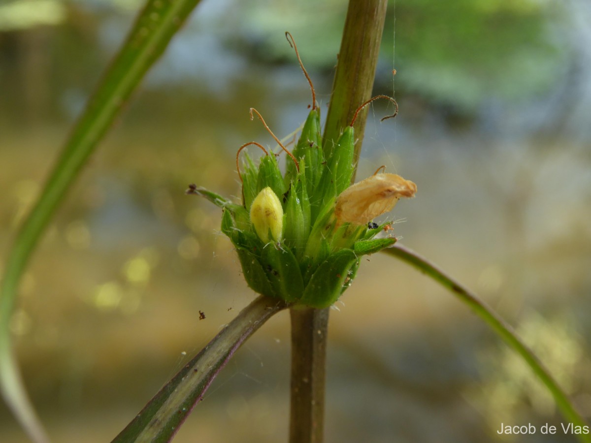 Hygrophila ringens (L.) R.Br. ex Spreng.